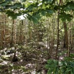 Birkenwald innerhalb der Grundmauern
